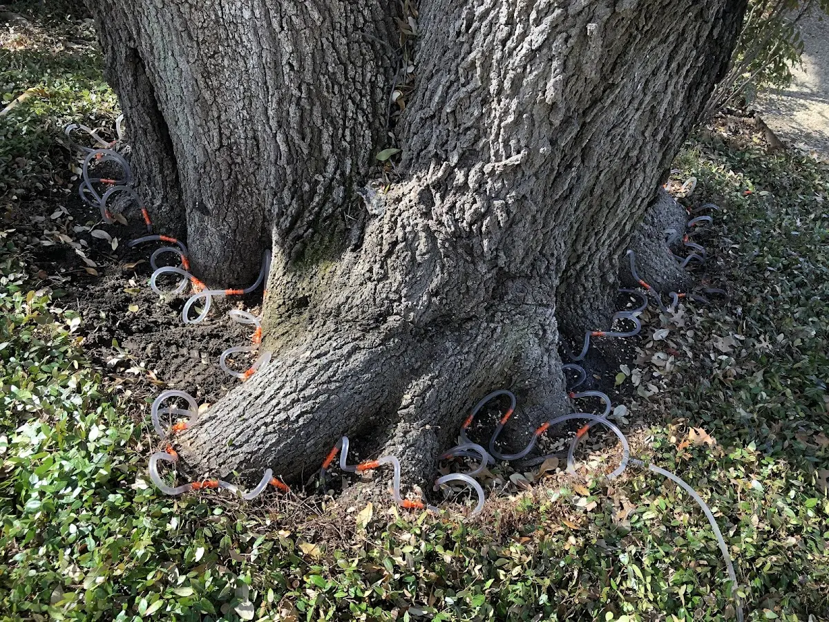 Detailed Tree Cabling and Bracing job site in Cedar